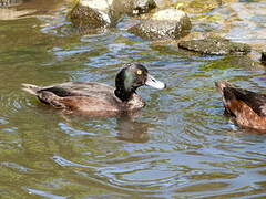 New Zealand Scaup