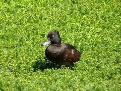 New Zealand Scaup