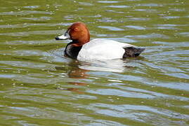 Common Pochard