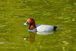 Common Pochard