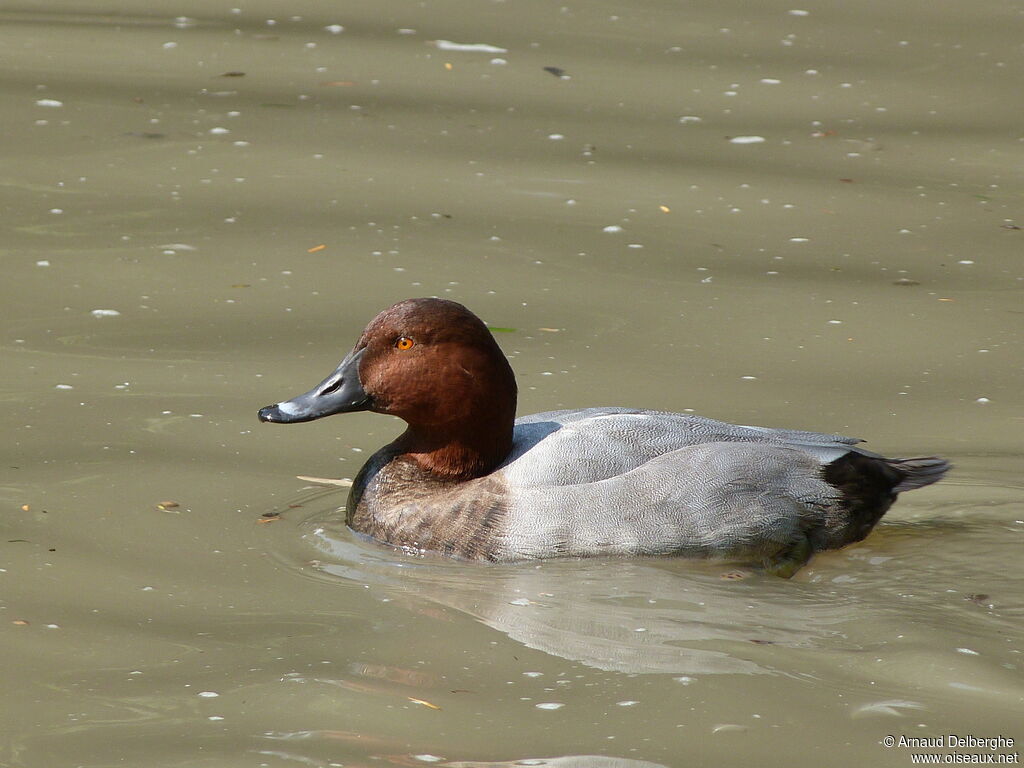 Common Pochard