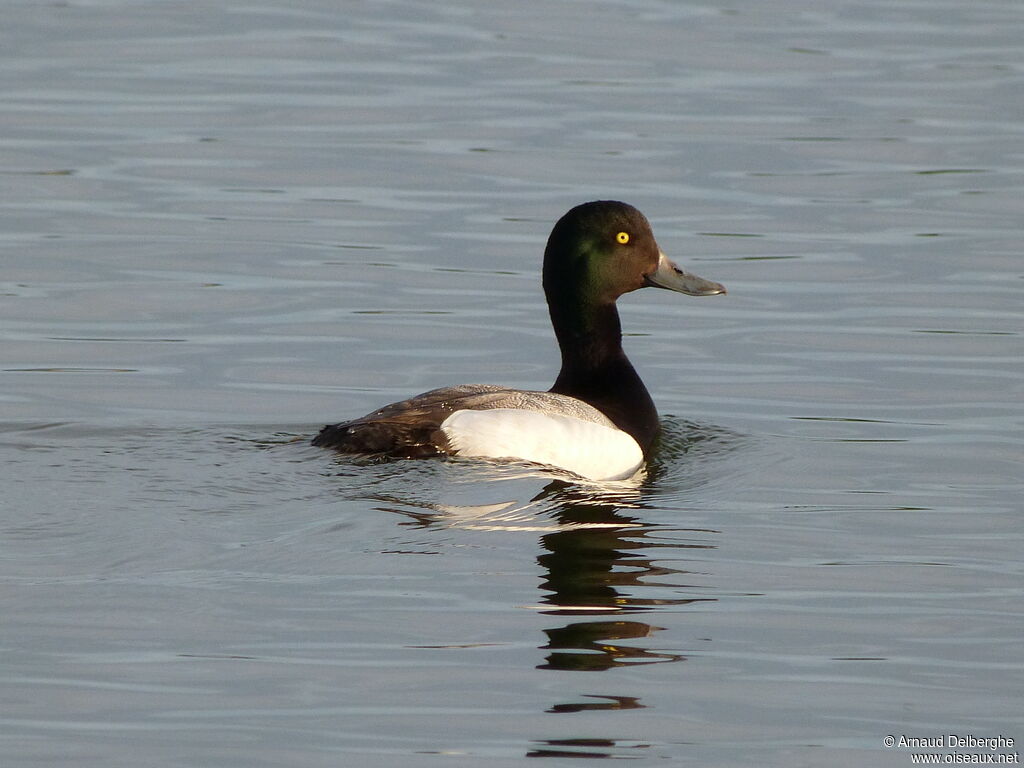 Greater Scaup