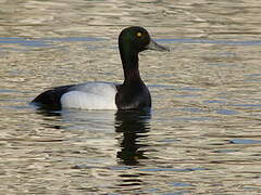 Greater Scaup