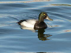 Greater Scaup