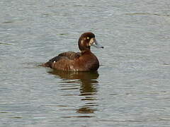 Greater Scaup