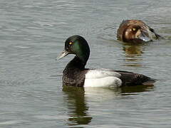 Greater Scaup