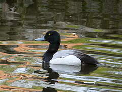Greater Scaup