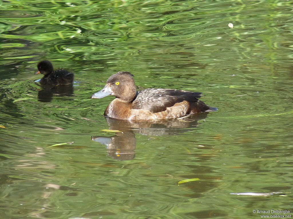 Tufted Duck female