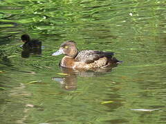 Tufted Duck