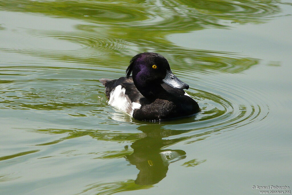 Tufted Duck