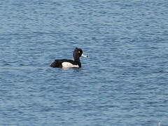 Tufted Duck