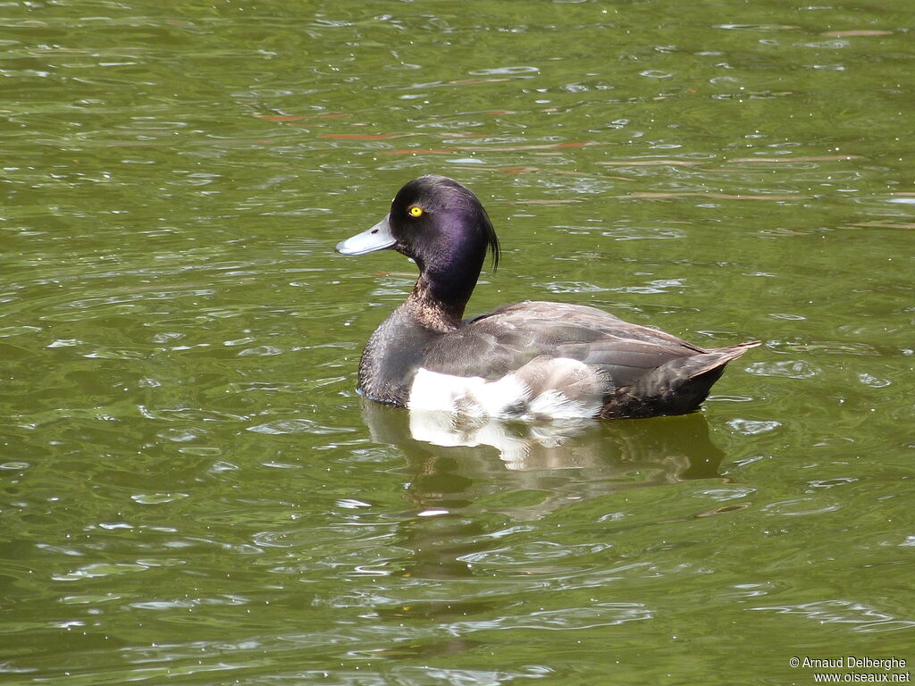 Fuligule morillon