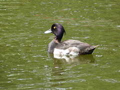 Tufted Duck