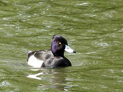 Tufted Duck