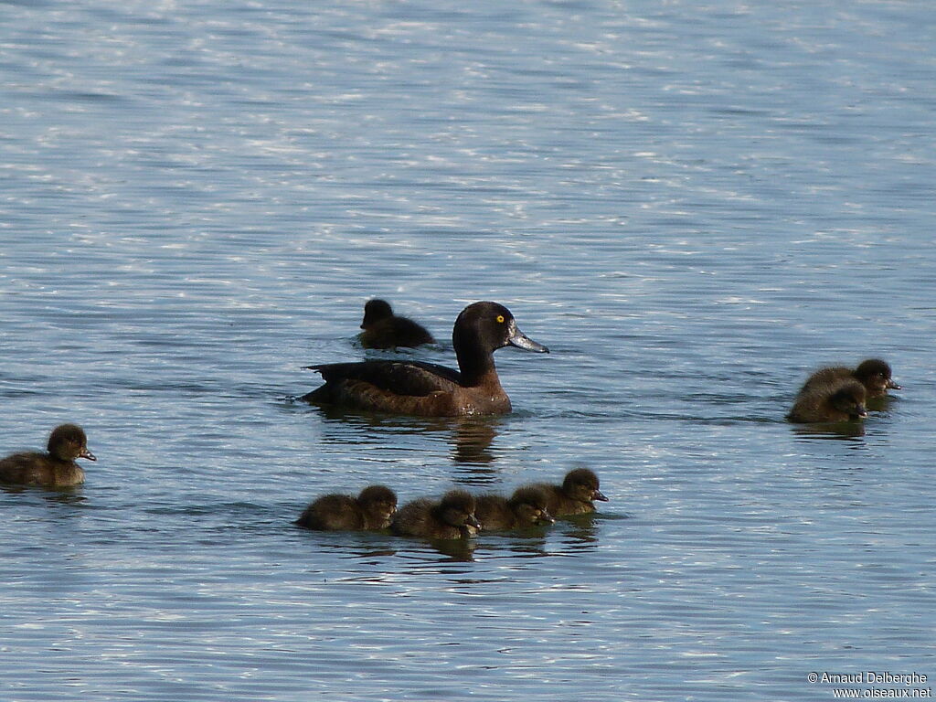 Tufted Duck female