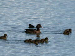 Tufted Duck