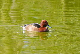 Ferruginous Duck