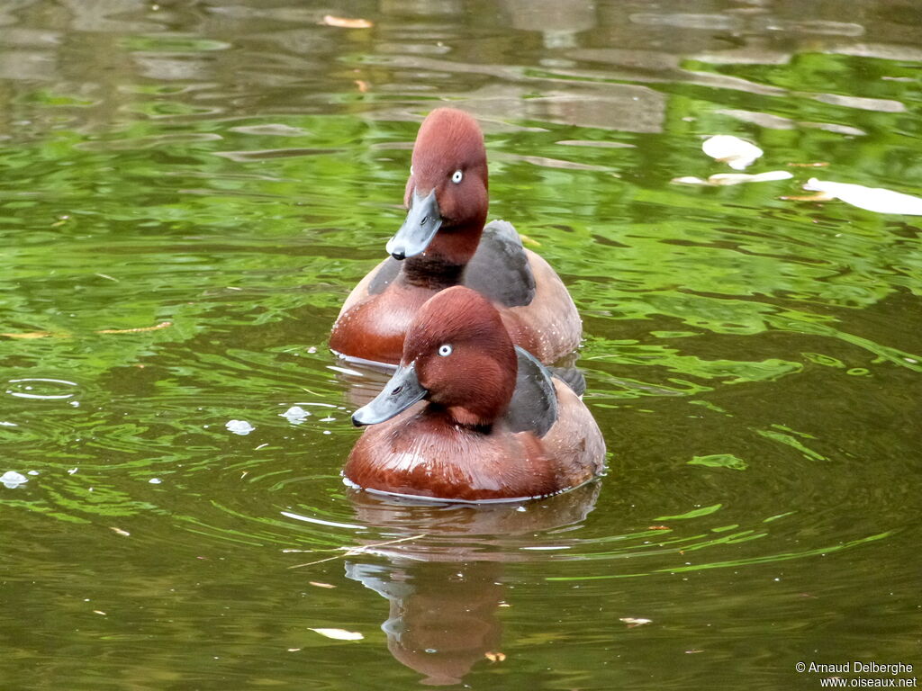 Ferruginous Duck