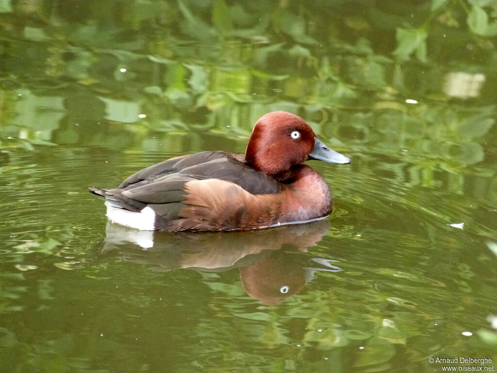 Ferruginous Duck