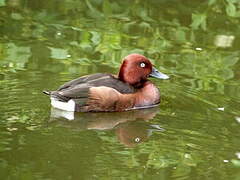 Ferruginous Duck