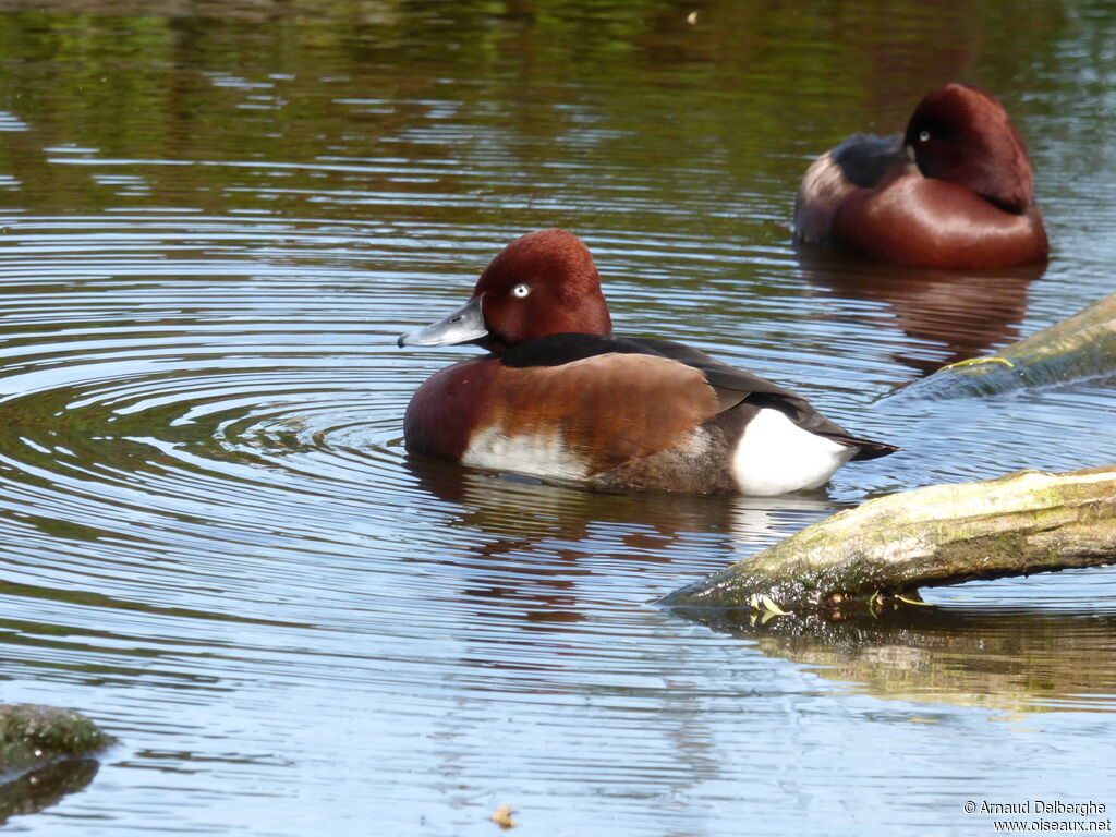 Ferruginous Duck