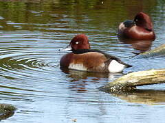 Ferruginous Duck