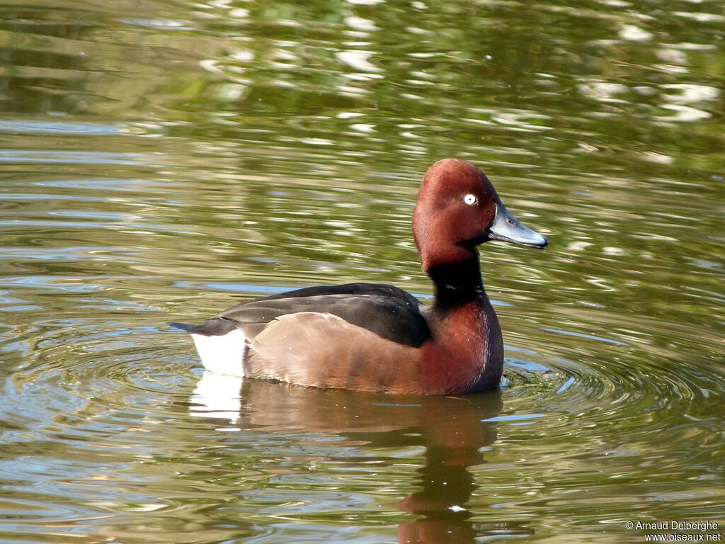 Ferruginous Duck