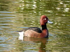 Ferruginous Duck