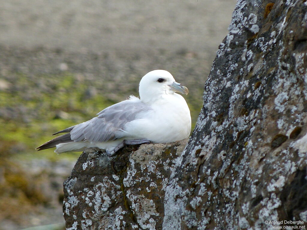 Northern Fulmar