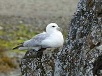 Fulmar boréal