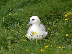 Fulmar boréal