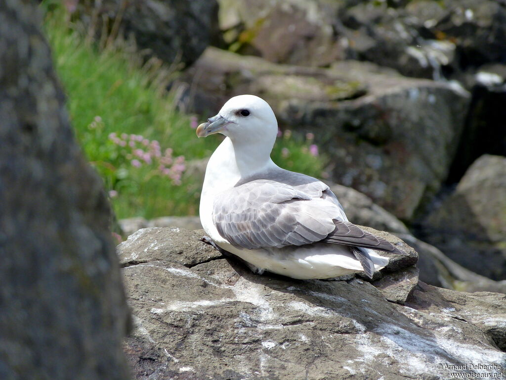 Northern Fulmar