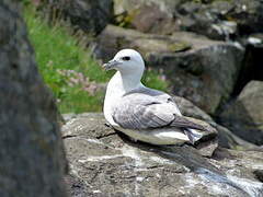 Northern Fulmar