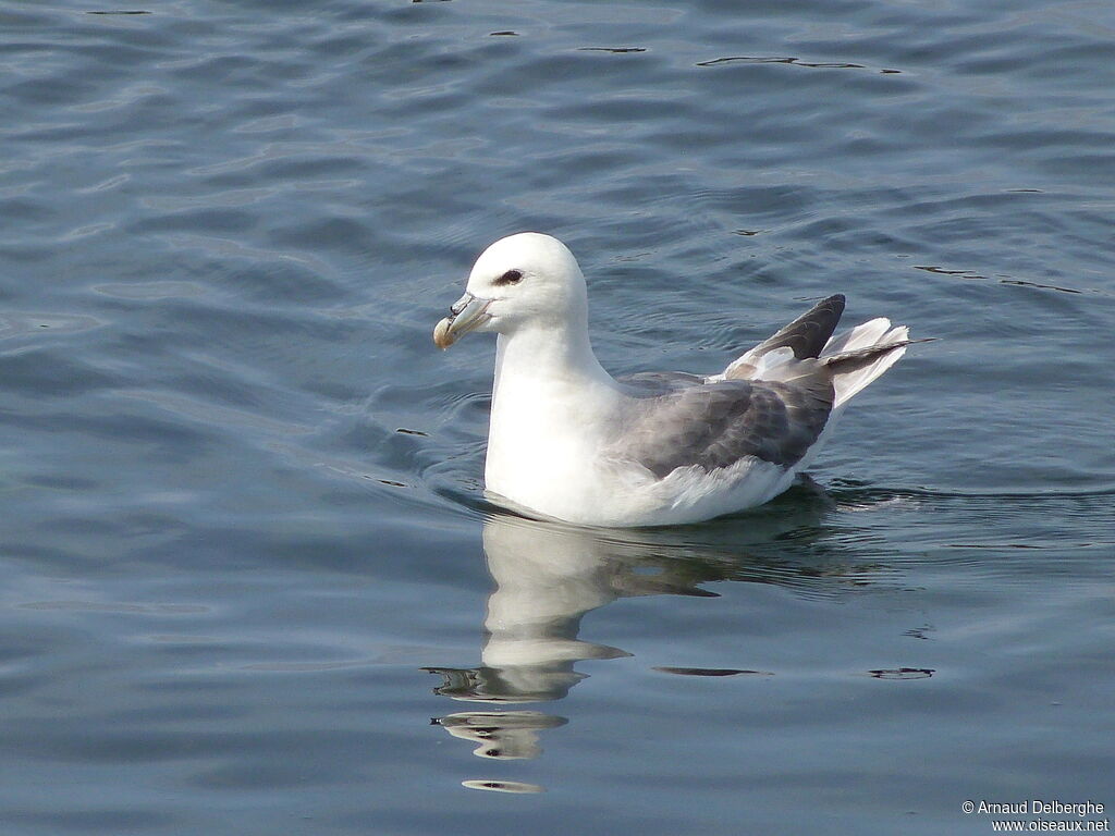 Northern Fulmar