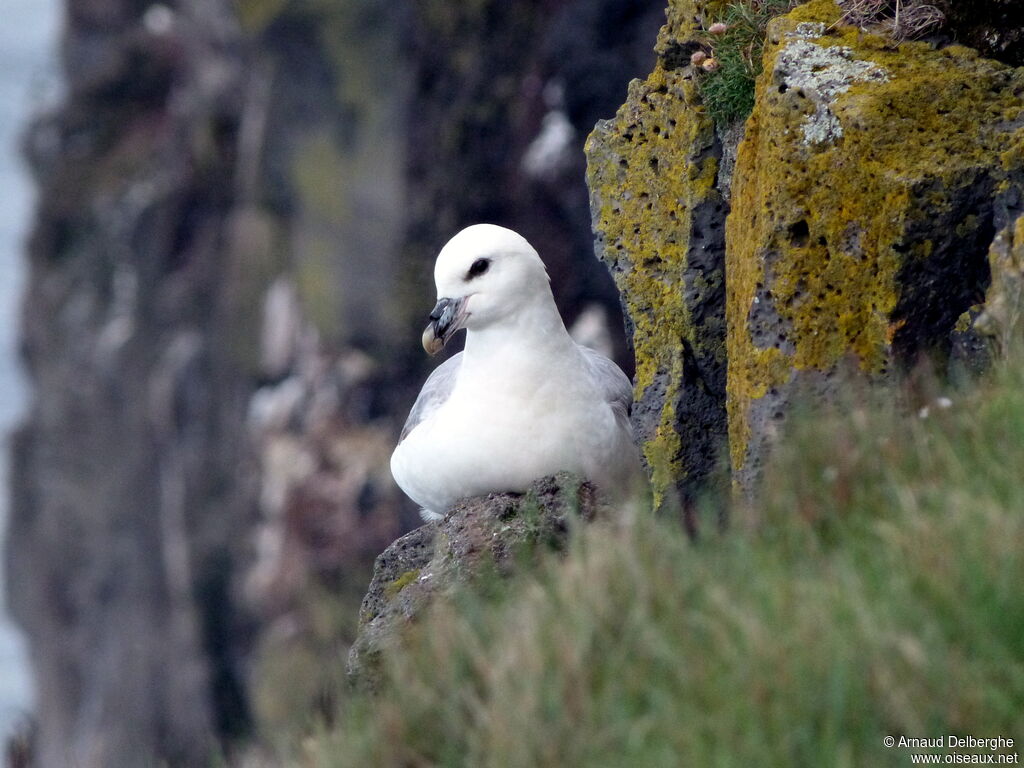 Fulmar boréal