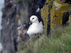 Northern Fulmar