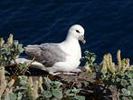 Fulmar boréal