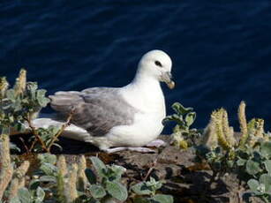 Fulmar boréal