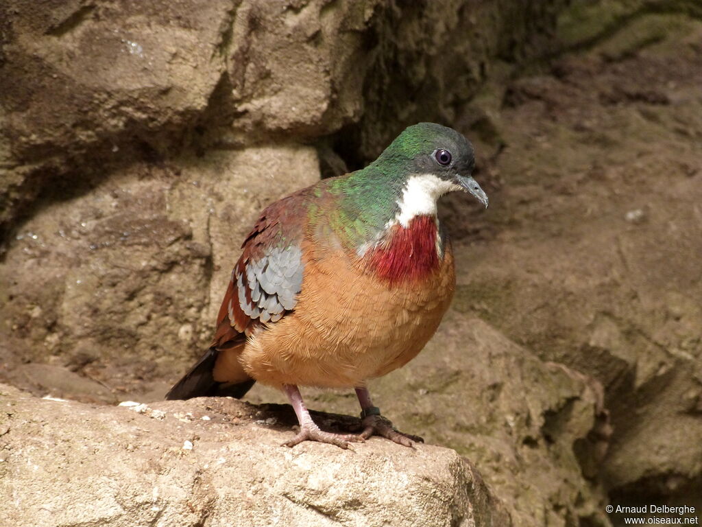 Mindanao Bleeding-heart