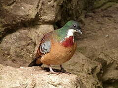 Mindanao Bleeding-heart