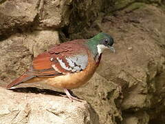 Mindanao Bleeding-heart