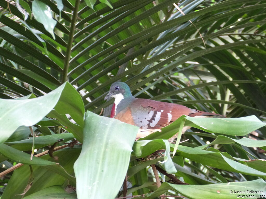 Mindanao Bleeding-heart