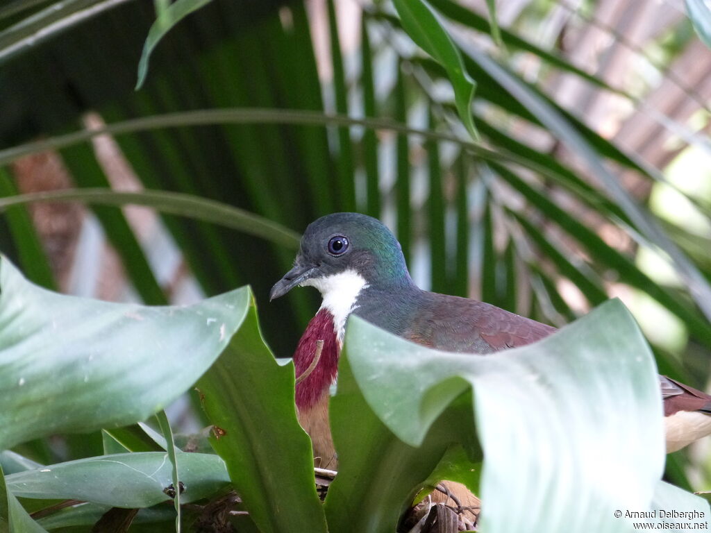 Mindanao Bleeding-heart