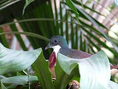 Mindanao Bleeding-heart