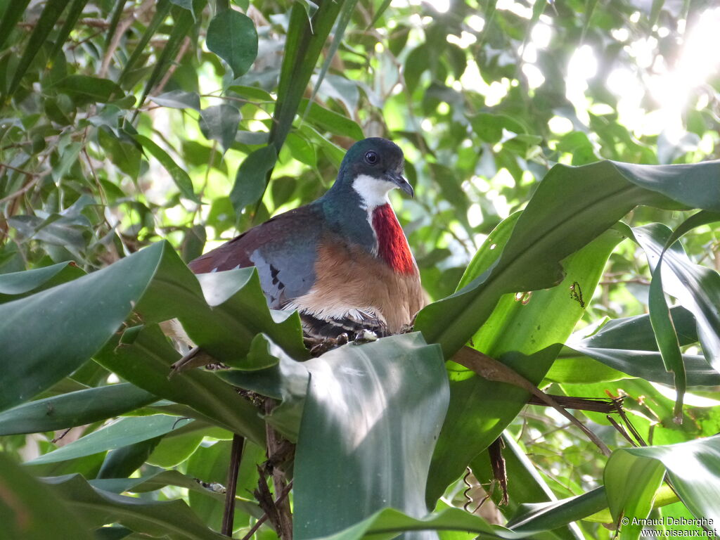 Mindanao Bleeding-heart