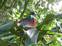 Mindanao Bleeding-heart