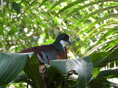 Mindanao Bleeding-heart