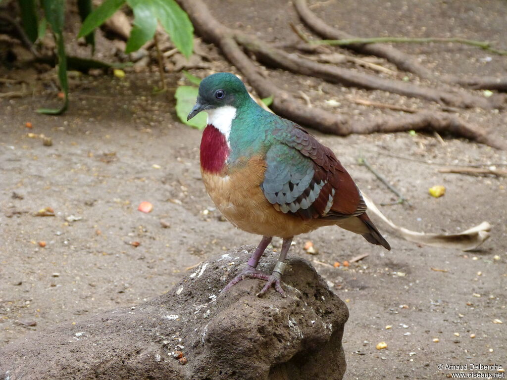 Mindanao Bleeding-heart