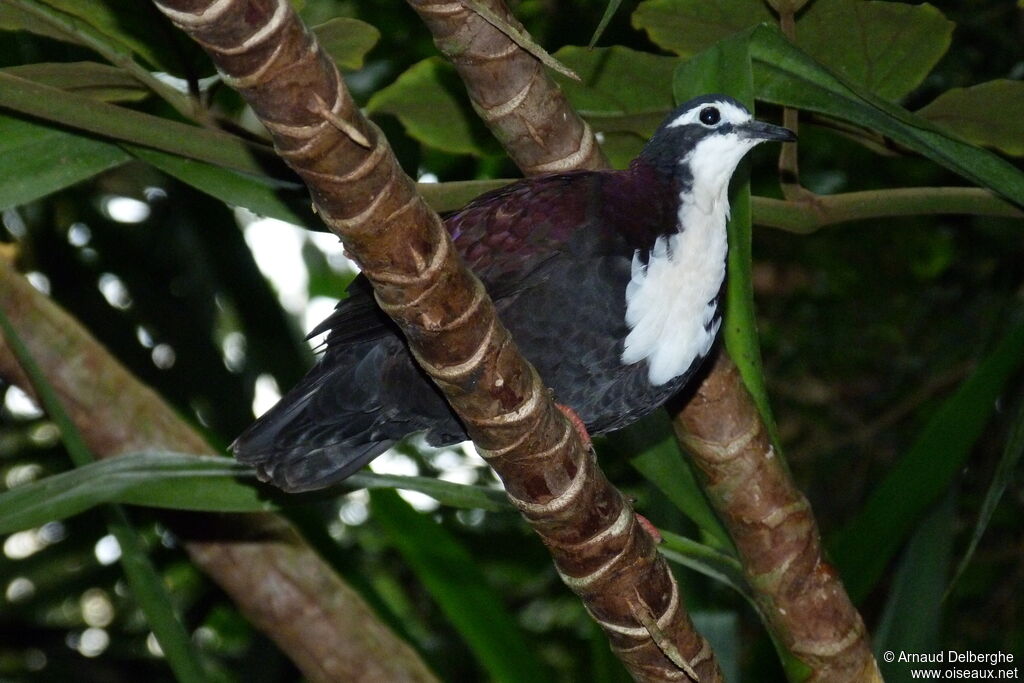 White-breasted Ground Dove