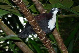 White-breasted Ground Dove